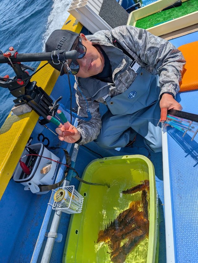 スルメ(スルメイカ)