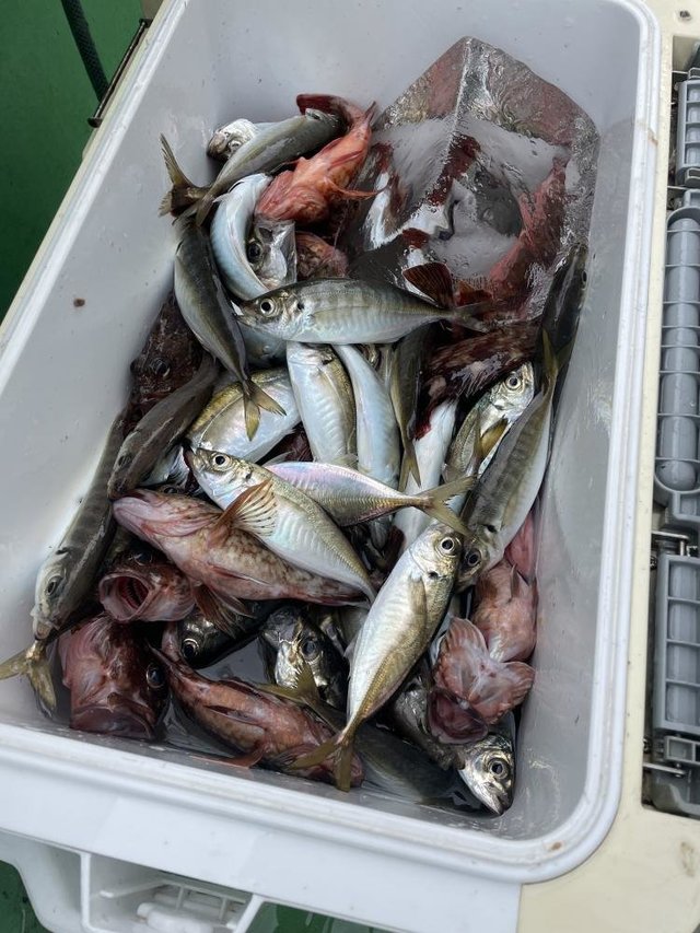 アジ(マアジ)・カサゴ