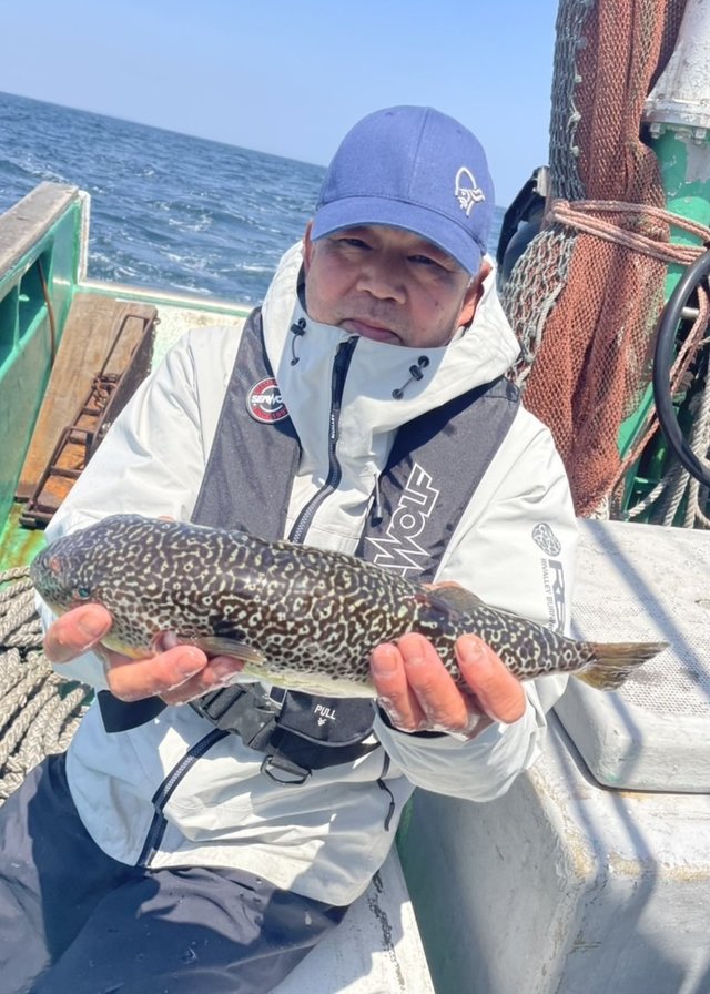 ショウサイフグ