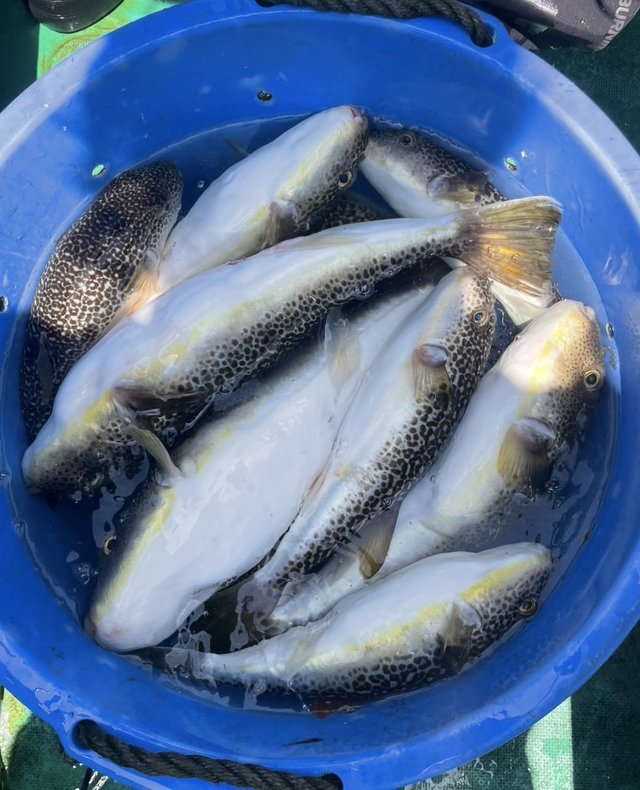 ショウサイフグ