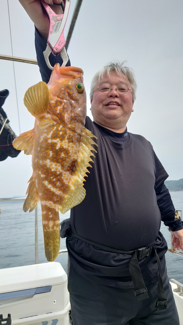 アコウ(キジハタ)