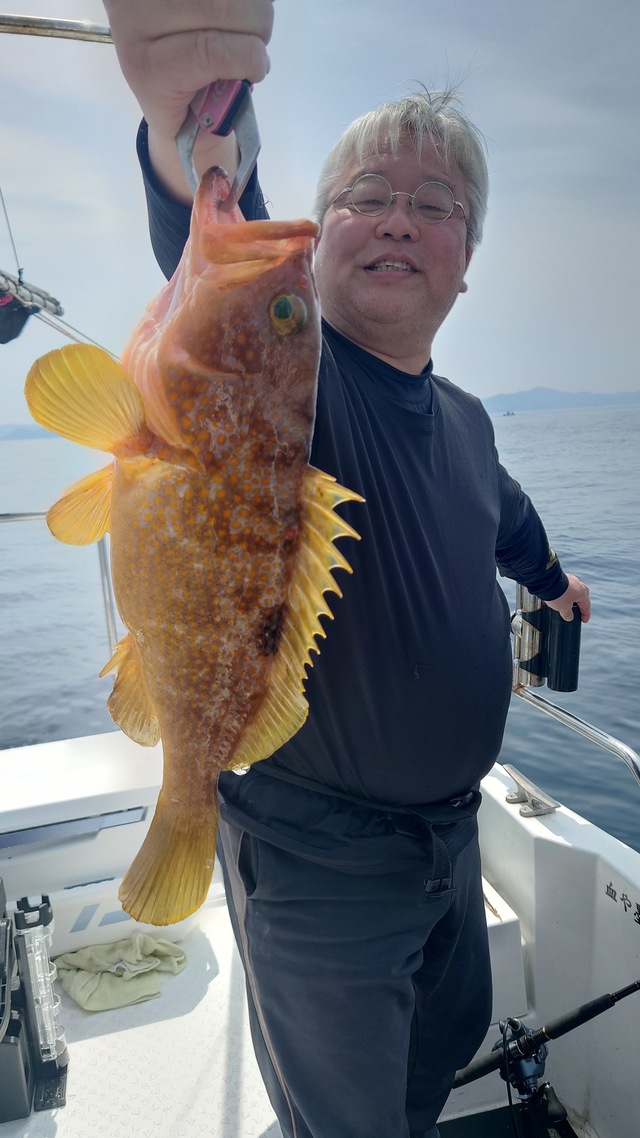 アコウ(キジハタ)