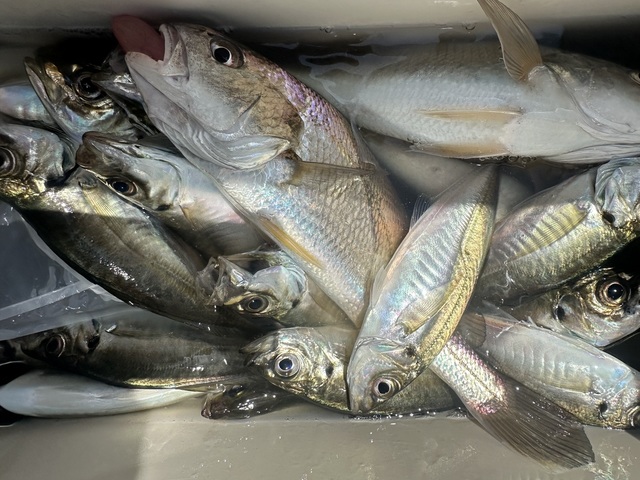 アジ(マアジ)・イシモチ(シログチ)