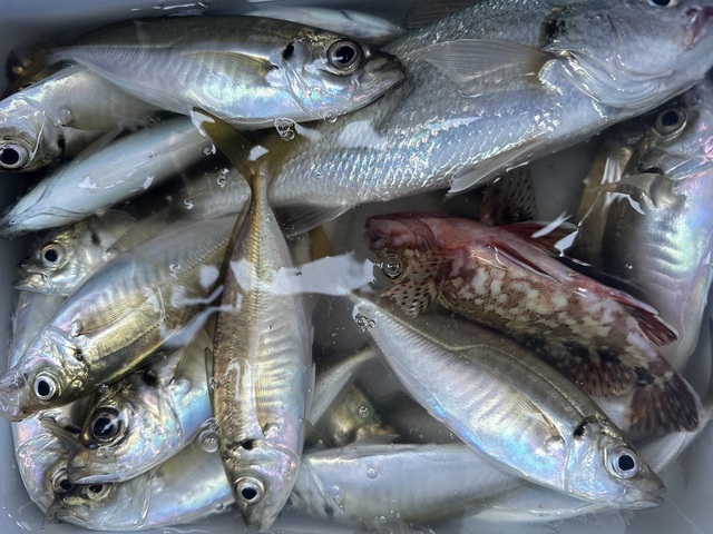 アジ(マアジ)・イシモチ(シログチ)