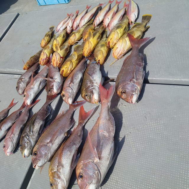 マダイ・アオナ(アオハタ)