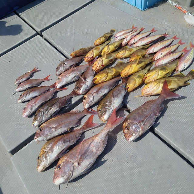 マダイ・アオナ(アオハタ)