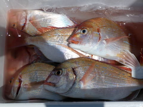 ハナダイ(チダイ)