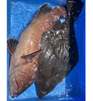 マハタ・ヒラメ