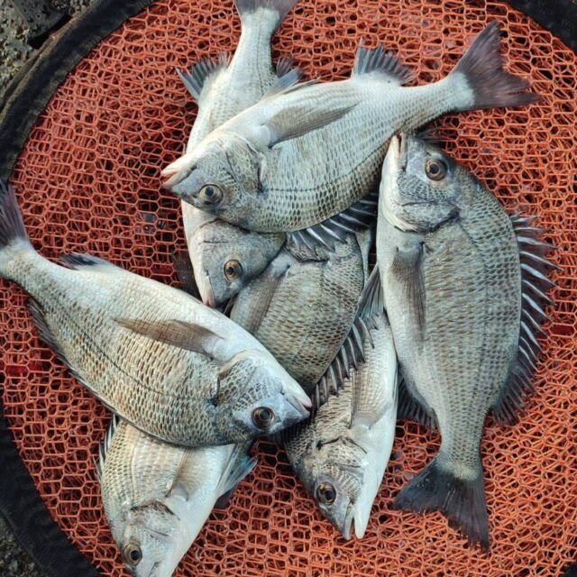 チヌ(クロダイ)