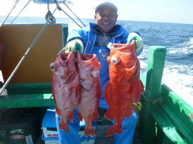 ベニアコウ(オオサガ)