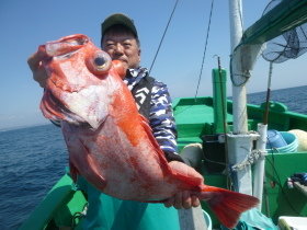 ベニアコウ(オオサガ)