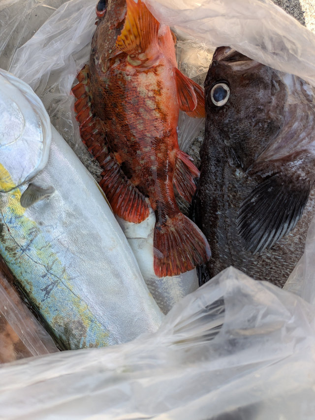 ワラサ(ブリ)・カサゴ