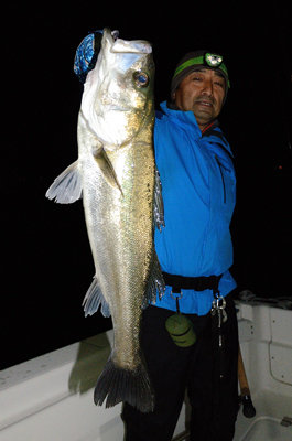 シーバス(スズキ)