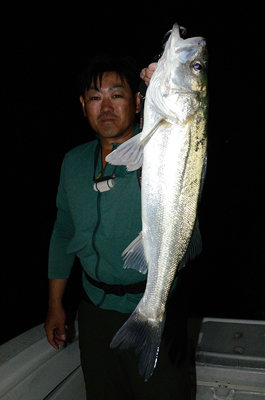 シーバス(スズキ)