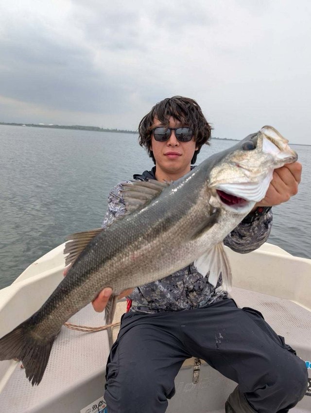 シーバス(スズキ)