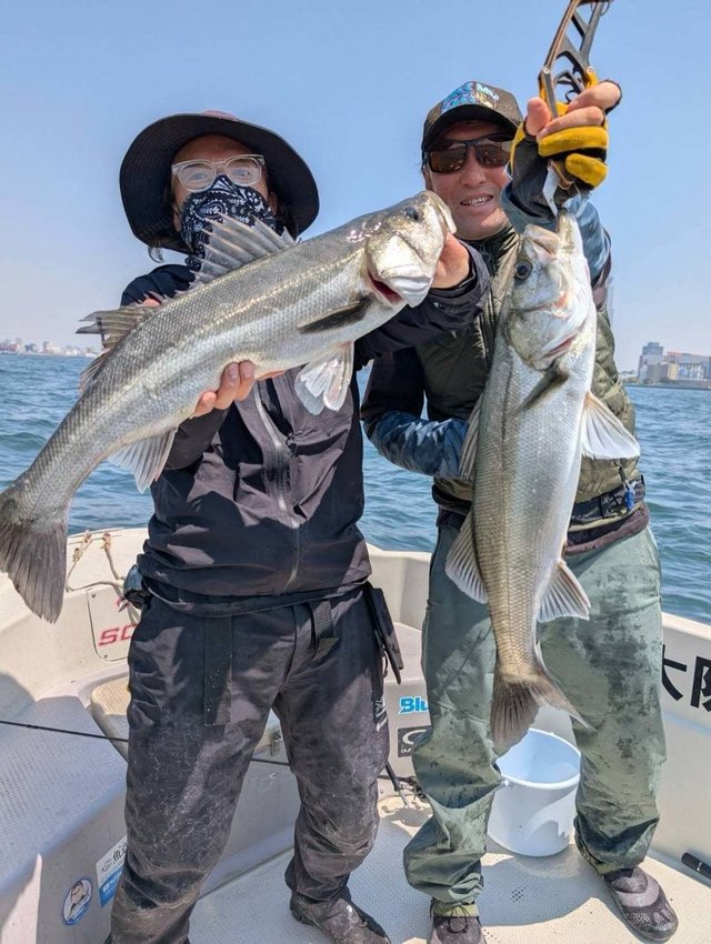 シーバス(スズキ)