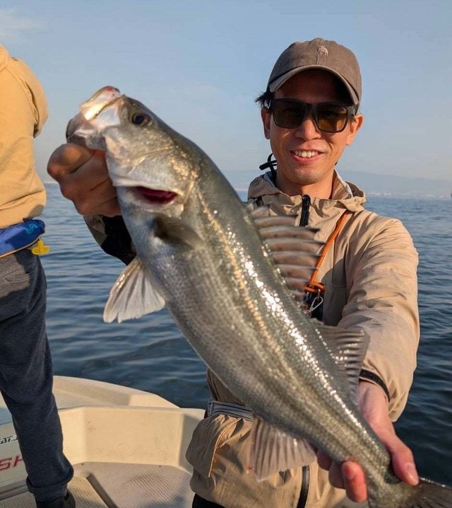 シーバス(スズキ)