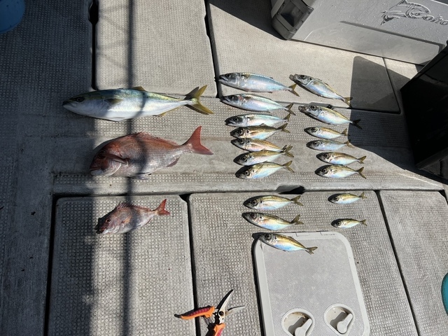 マダイ・アジ(マアジ)・ハマチ(ブリ)・マサバ