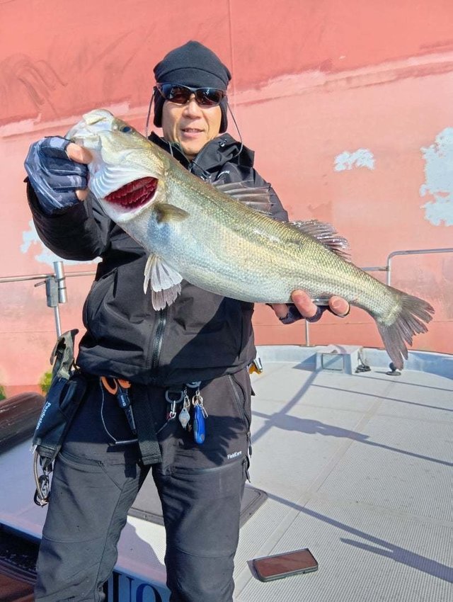 シーバス(スズキ)