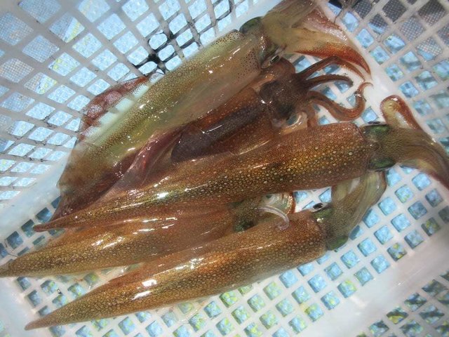 マイカ(ケンサキイカ)