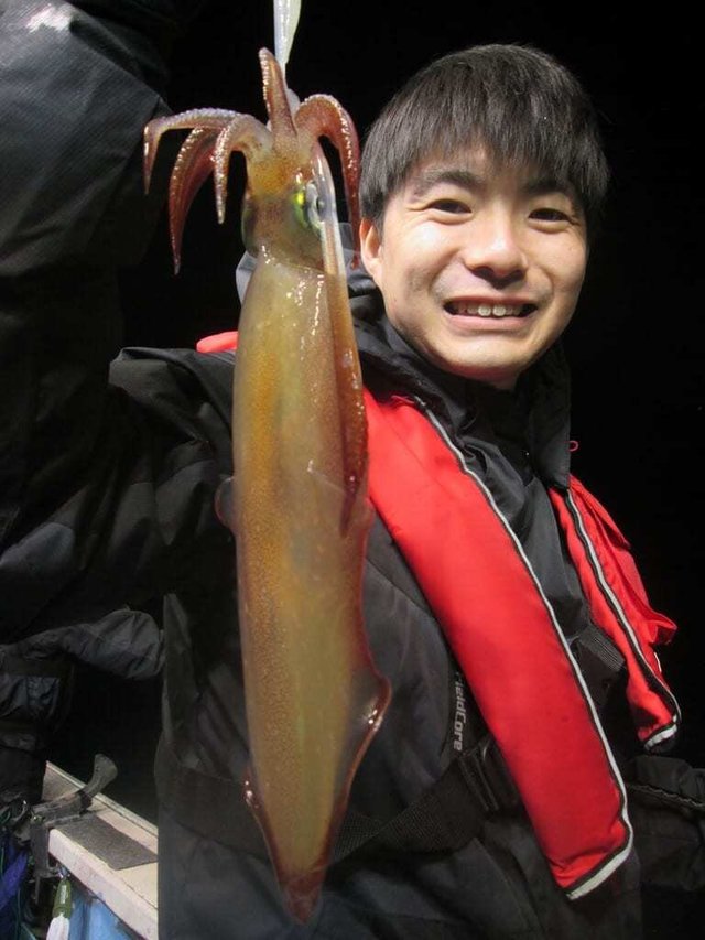 マイカ(ケンサキイカ)