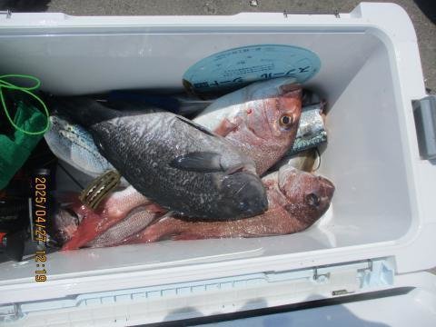 マダイ・メジナ