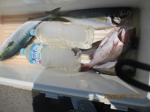 マダイ・イナダ(ブリ)