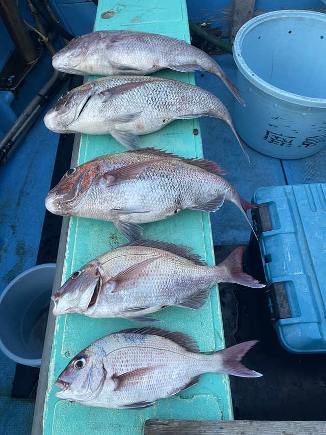 マダイ・ハナダイ(チダイ)