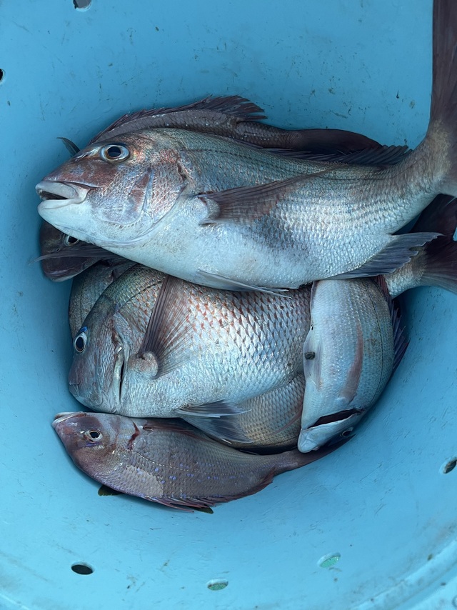 マダイ・ハナダイ(チダイ)