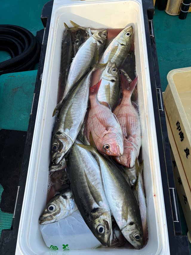 マダイ・マアジ