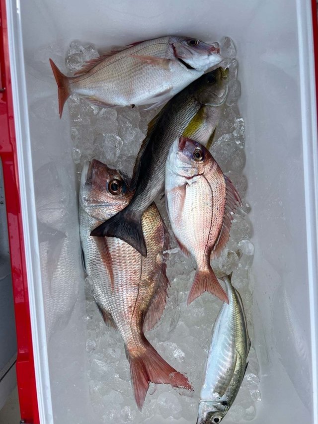 マダイ・イサキ