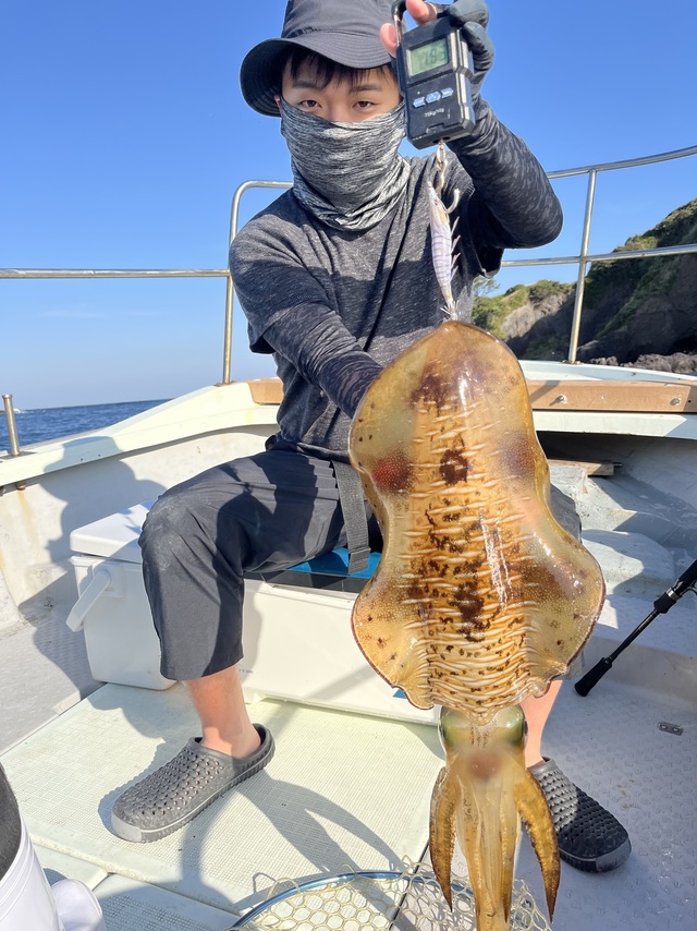 イカ(アオリイカ)