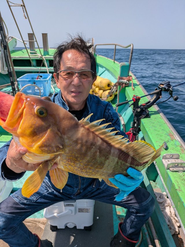 アコウ(キジハタ)