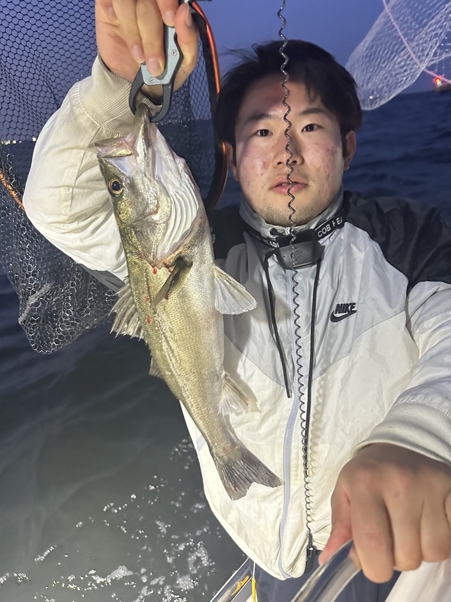 シーバス(スズキ)