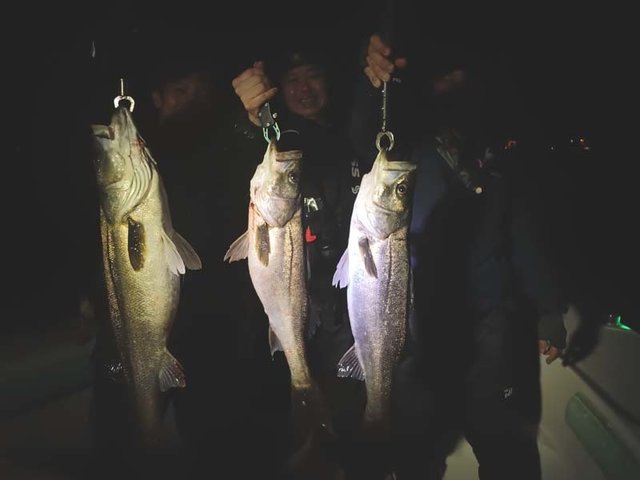 シーバス(スズキ)