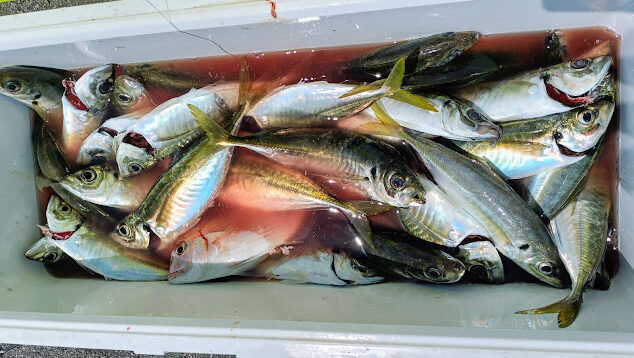 チャリコ(マダイ)・アジ(マアジ)