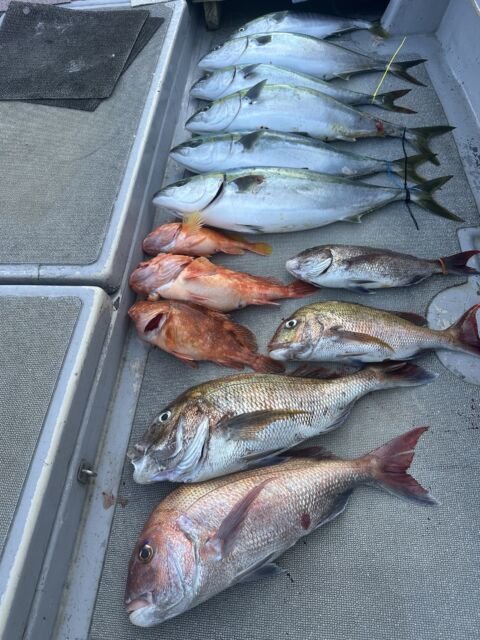 マダイ・ハマチ(ブリ)・カサゴ