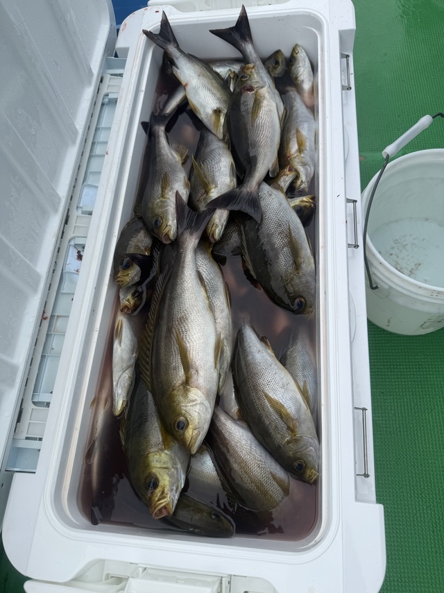 イサギ(イサキ)