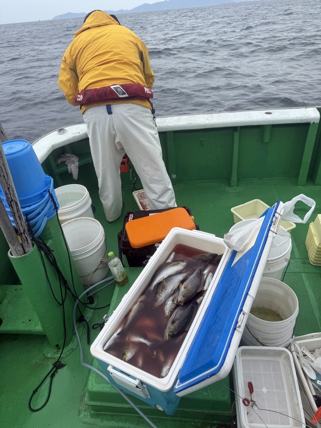 イサギ(イサキ)