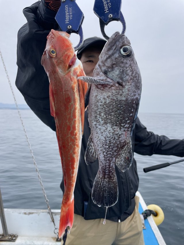 マゾイ(キツネメバル)