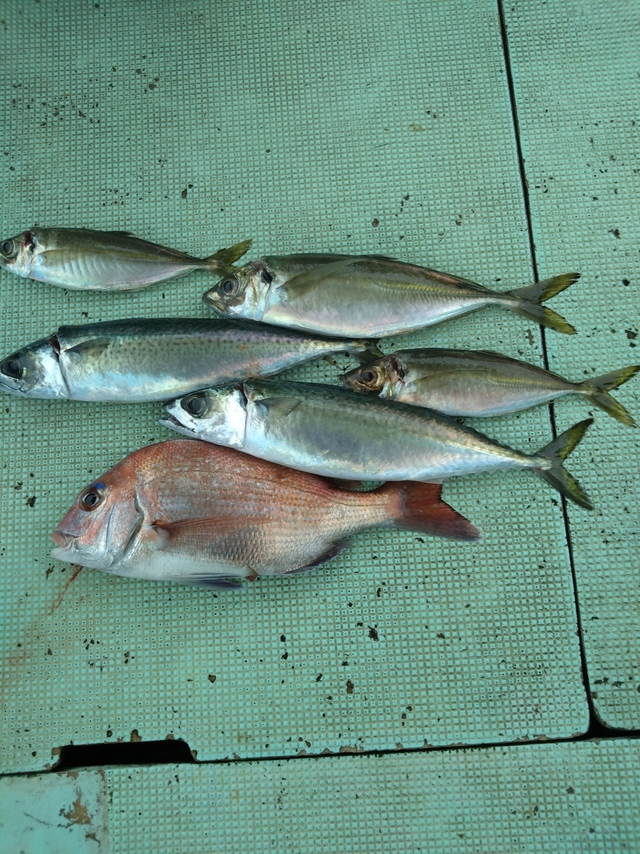 タイ(マダイ)・アジ(マアジ)・サバ(マサバ)