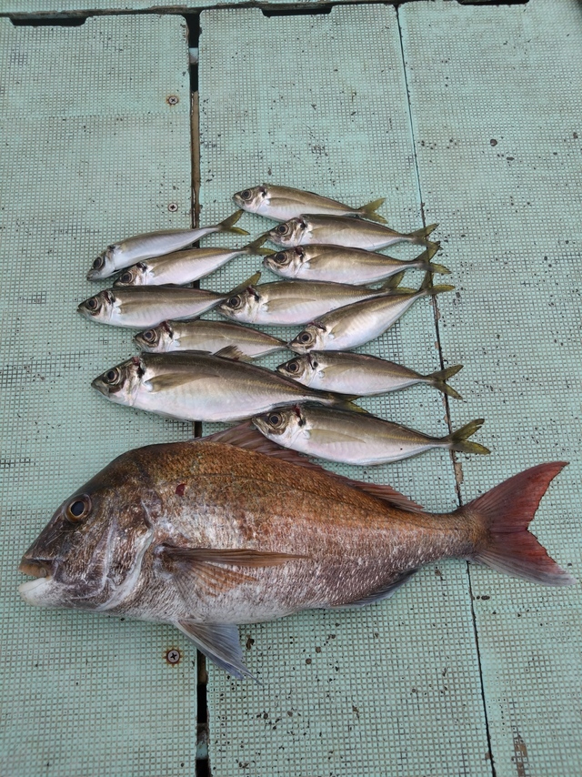 タイ(マダイ)・アジ(マアジ)