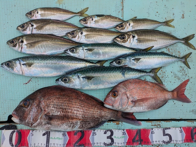 タイ(マダイ)・アジ(マアジ)・マサバ