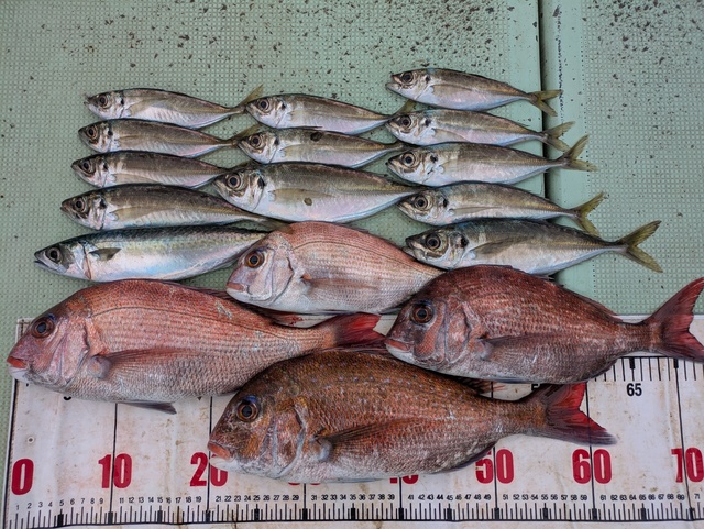 タイ(マダイ)・アジ(マアジ)・マサバ