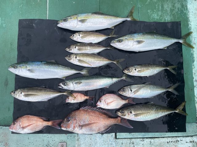 マダイ・マアジ・ハマチ(ブリ)・マサバ