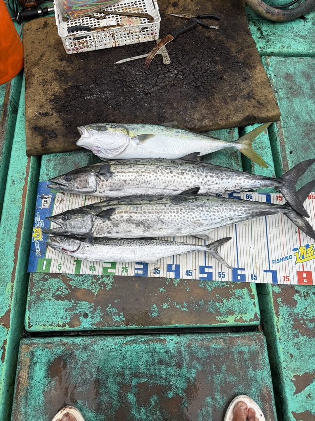 ハマチ(ブリ)・サワラ