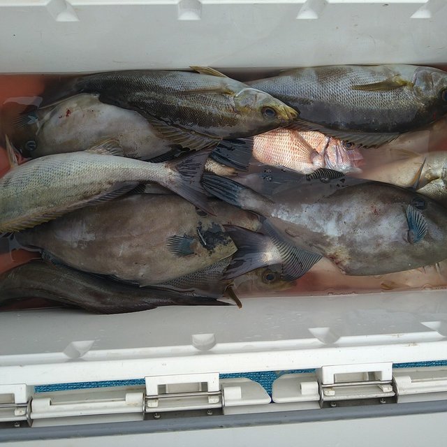 タイ(マダイ)・イサキ・ウマヅラ(ウマヅラハギ)