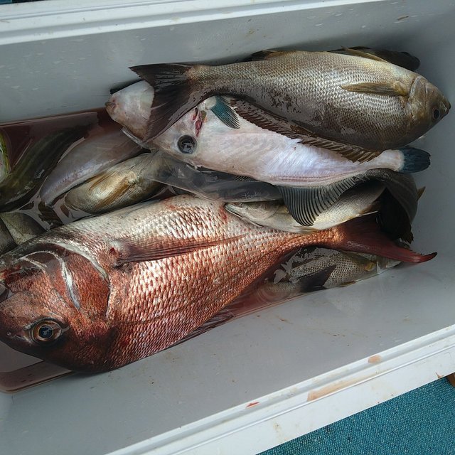 タイ(マダイ)・イサキ・ウマヅラ(ウマヅラハギ)