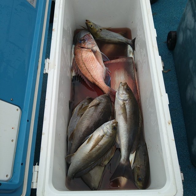 タイ(マダイ)・イサキ