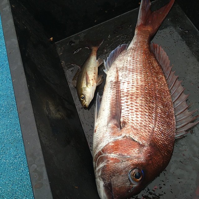 タイ(マダイ)・イサキ